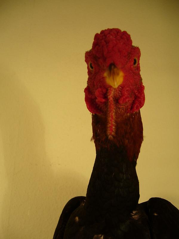 Munster 2009 206.jpg - Ko Shamo gold weizenfarbig von Marvin Kernebeck